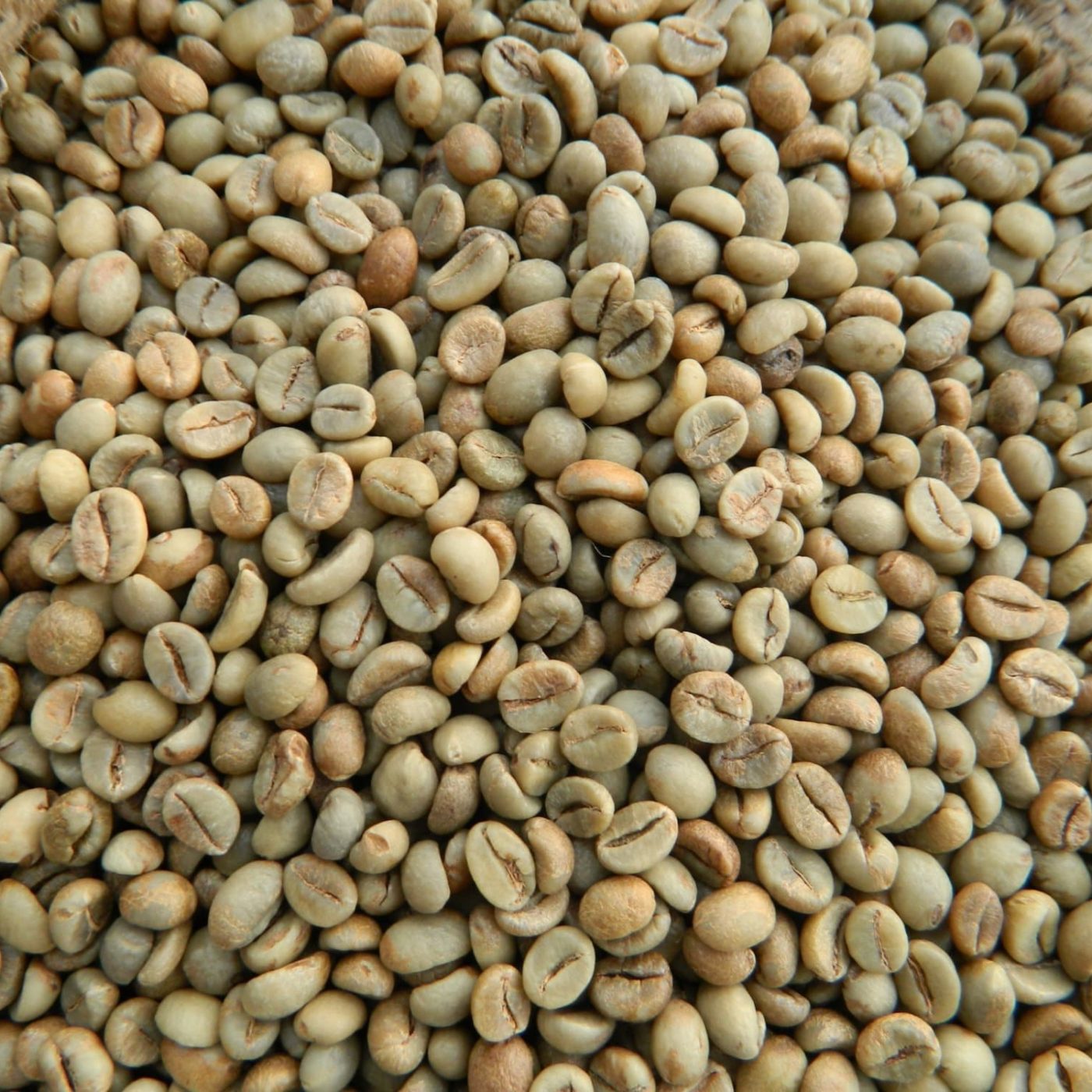 Robusta Green Coffee Beans Robusta Green Coffee Beans